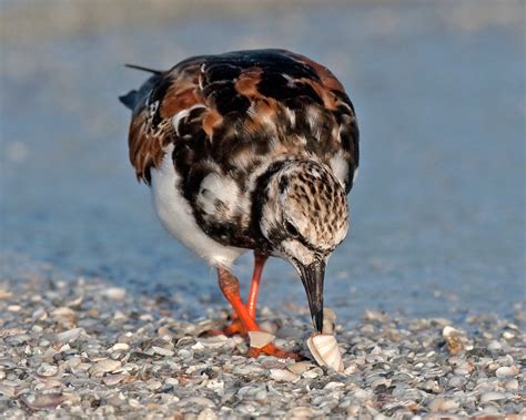 Ruddy Turnstone Feeding On Coquina Clams Donax Variabilis Flickr