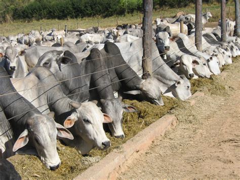 Agência Minas Gerais Confinamento é Alternativa Para Engorda De Bovinos No Período Da Seca