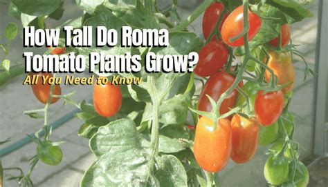 How Tall Do Roma Tomato Plants Grow The Backyard Pros