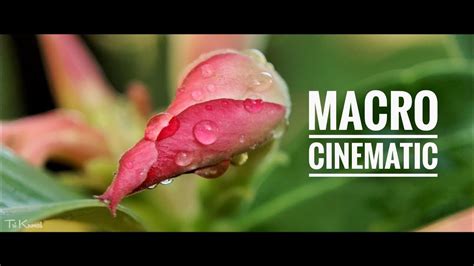 Cinematic Macro Pakai Lensbong Mm Youtube