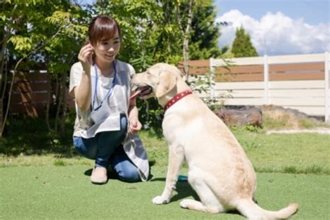 ドッグトレーニング資格とは？ドッグトレーナーになるには？犬のしつけ資格や仕事内容を解説｜「マイナビウーマン」