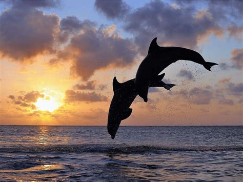 Bali Dolphin Watching Tour Bali Dolphin Tour 30 Off