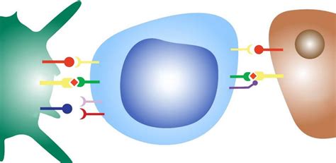 T Cell Interaction With Antigen Presenting Cells And Tumour Cells Apc