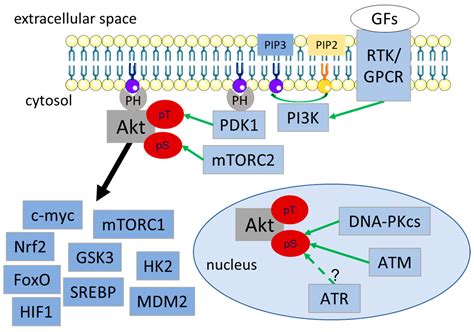 Ijms Free Full Text A New Twist In Protein Kinase Bakt Signaling Role Of Altered Cancer