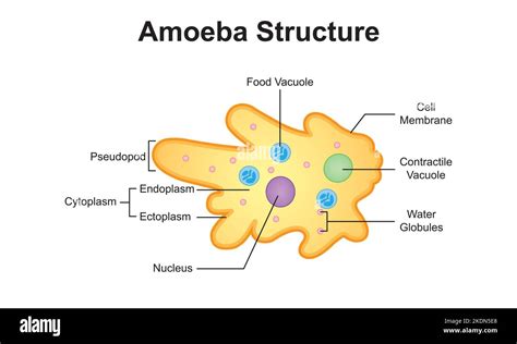 Scientific Designing Of Amoeba Structure Colorful Symbols Vector Illustration Stock Vector