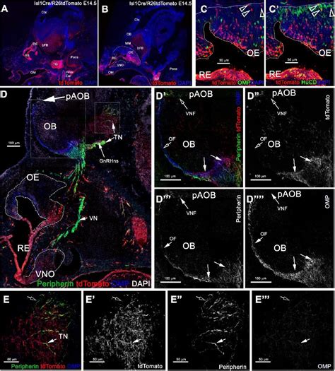 Identifying Isl Genetic Lineage In The Developing Olfactory System And