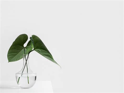 Minimalist Aesthetic Plant In Clear Vase Wallpaper Iphone Android