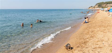 Valoraci De La Primera Experi Ncia De Platja De Gossos A Calella