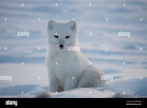 Zorro Rtico Vulpes Lagopus Sentado En La Nieve En Abrigo De