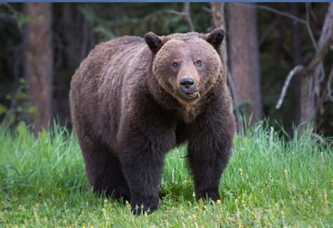 Grizzly Bear Vs Kodiak Bear Vs Brown Bear Whats The Difference