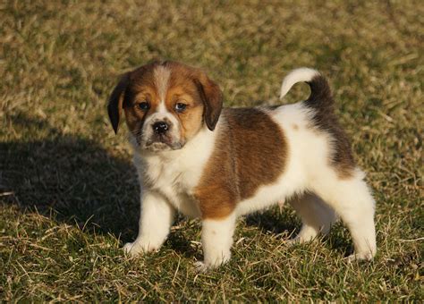 Puggle Puppy For Sale Sugarcreek Oh Male Randy Ac Puppies Llc