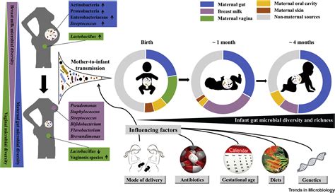 Maternal Vertical Transmission Affecting Early Life Microbiota Development Trends In Microbiology