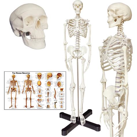 Where To Buy A Skeleton For Anatomy At David Guerrero Blog