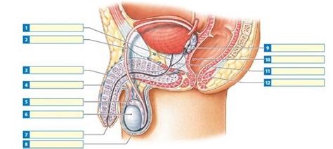 Male Reproductive Anatomy Quiz Diagram Quizlet