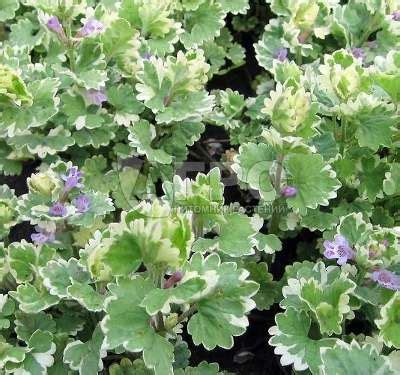 Будра плющевидная 'Variegata' - Саженцы многолетних цветов и рассады в ...