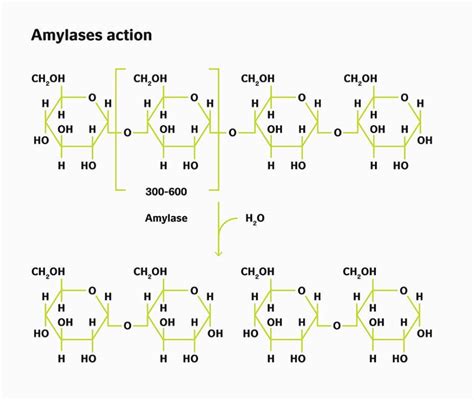 💄 Amylase And Starch Effects Of Temperature On The Action Of Amylase