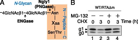 Endo β N Acetylglucosaminidase Forms N Glcnac Protein Aggregates During