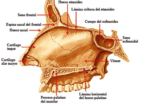 Tabique Nasal Qu Es Anatom A Funci N Operaci N Dolor Y Mucho M S