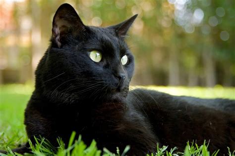 Cat Black Feline Free Photo On Pixabay