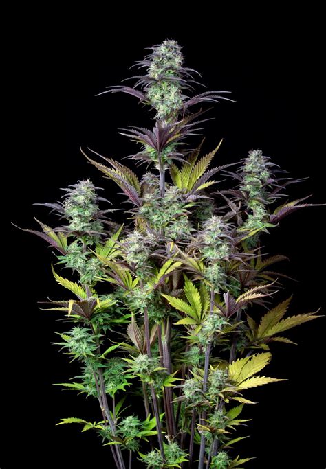 Buy Blueberry Auto Cannabis Seeds Fast Buds