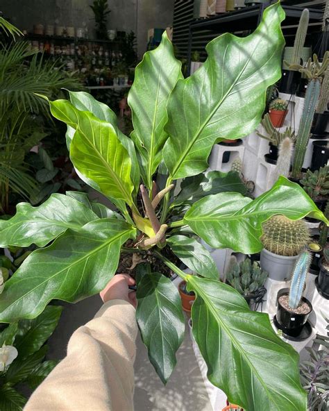 Anthurium Plowmanii Wave Of Love Gippsland Indoor Plants