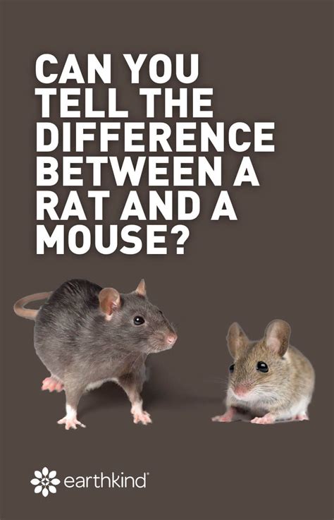 Mouse Vs Rat What Are The Differences How To Identify Rats Rodent