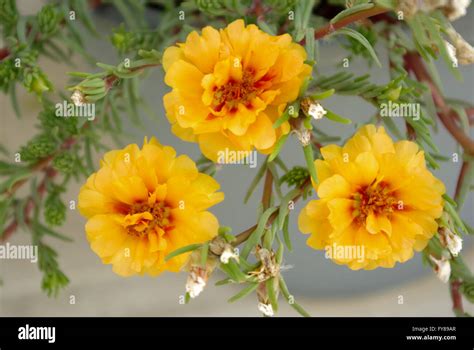 Beautiful flowers in nature Stock Photo - Alamy