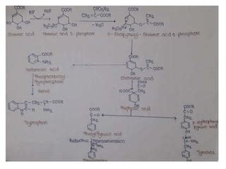 Shikimic acid pathway | PPT