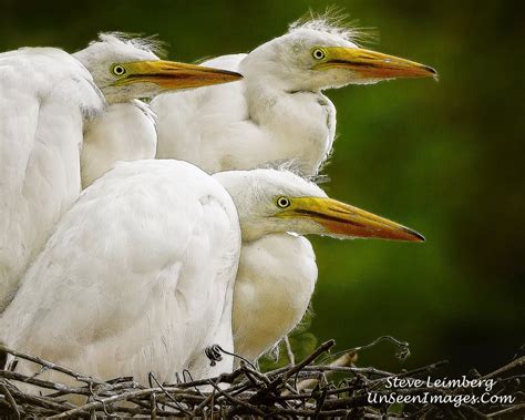 THE MOST AMAZING BIRDING ADVENTURE...NESTING AT THE ALLIGATOR FARM ...