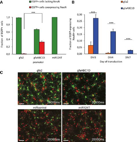 Figure 4 From A MicroRNA124 Target Sequence Restores Astrocyte