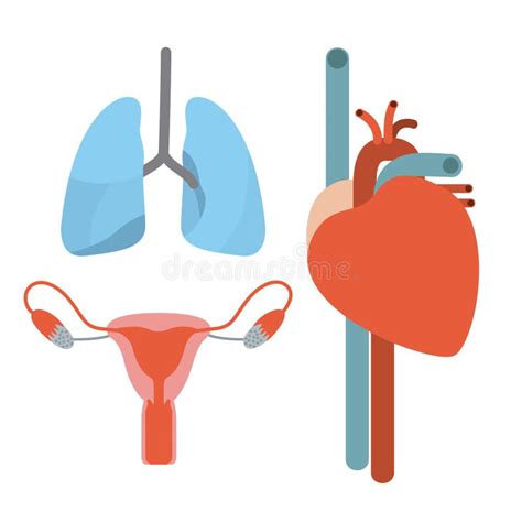 Colecci N Determinada De Los Sistemas Del Cuerpo Humano De La Silueta