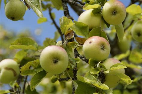 Fotos Gratis Rbol De Frutas Rbol Hoja Verde Fruta Flor