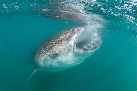 Best Time to Visit La Paz Mexico: Whale Sharks & Sea Lions - ECO Migrations