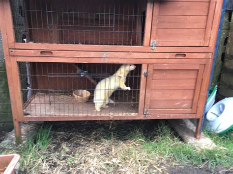 frerrets & polecat - Ferreting Equipment - The Hunting Life