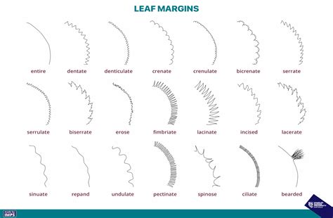 Leaf Margins – Recognise Plants