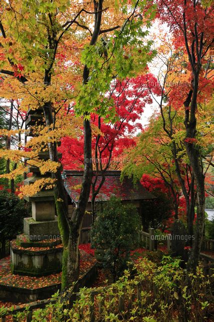 柳谷観音 楊谷寺の紅葉 京都府 長岡京市の写真素材 Fyi07532141 ストックフォトの Qlean Market（キュリンマーケット）