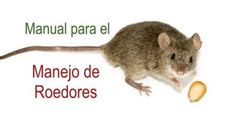 Manual Para El Manejo De Roedores Infoagronomo