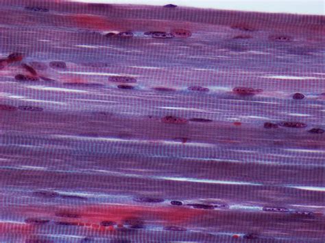 Striated Muscle Photograph by Steve Gschmeissner - Pixels