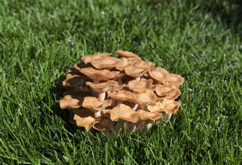 Honey Mushroom Cluster Summertime Stock Photo Image Of Armillaria