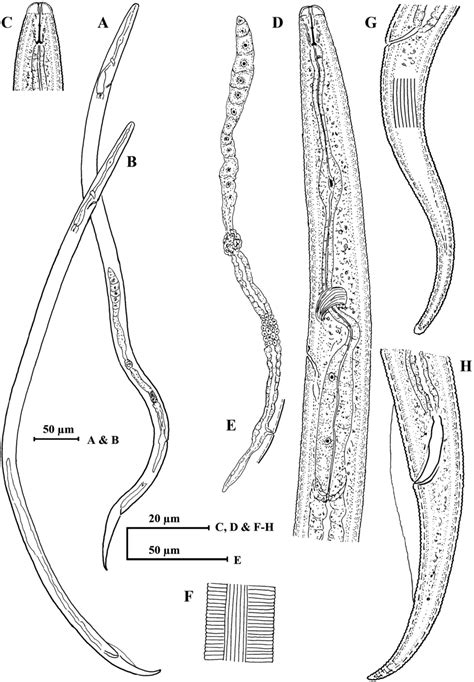 Line Drawing Of Ditylenchus Rafiqi N Sp A Entire Female B Entire