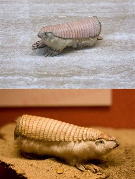 The Pink Fairy Armadillo Is A Tiny Creature Found Only In Central