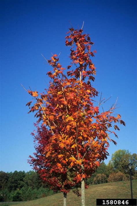 Sugar Maple Acer Saccharum