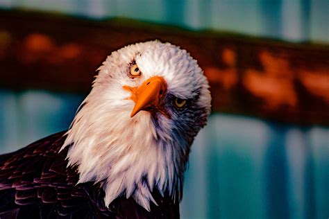Eagles Photos, Download The BEST Free Eagles Stock Photos & HD Images