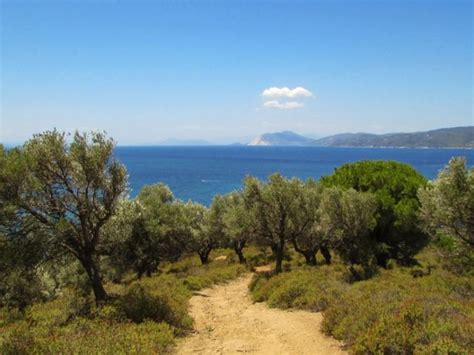 Qué es el clima templado mediterráneo Características flora y fauna