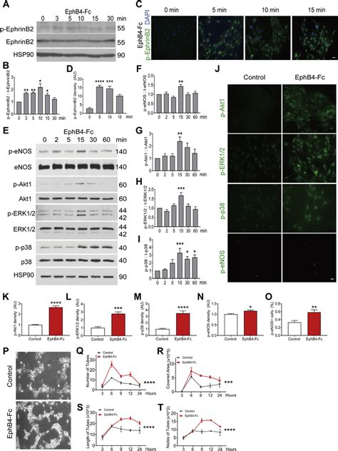 E Ephb4 Fc Activates Ephrinb2 Phosphorylation In Murine Ec A Download Scientific Diagram