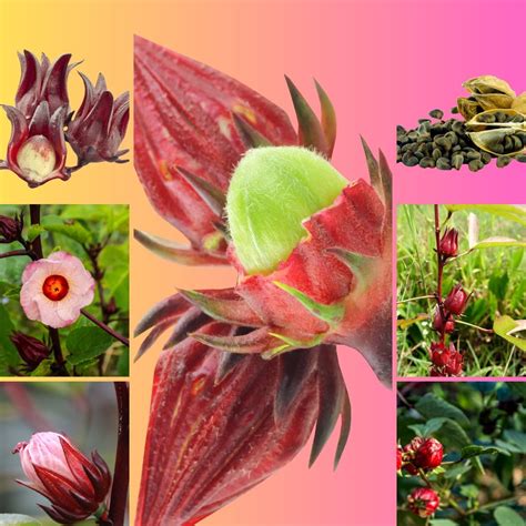 Roselle Seeds Benefits And Uses GardensAll