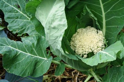 Benef Cios Sa De Da Couve Flor E Valor Nutricional Wikifarmer