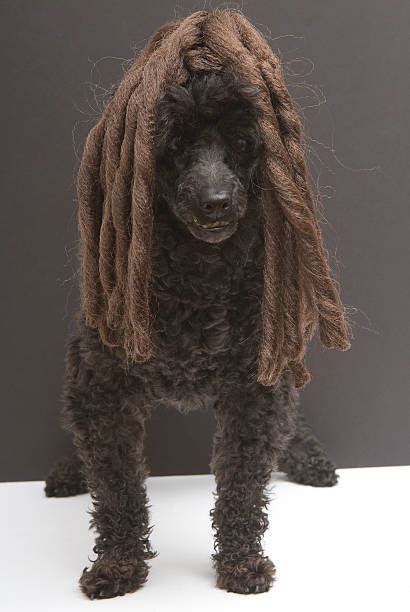 70 Poodle With Dreads Stock Photos Pictures And Royalty Free Images