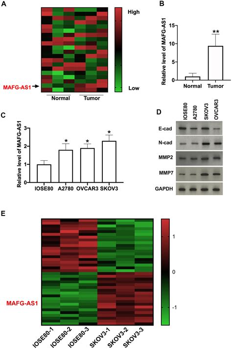 Silencing Of Long Noncoding Rna Mafg As1 Prevents Autophagy And