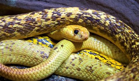 Una Serpiente Est Envuelta En Un Mont N De Serpientes Foto Premium